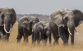 Top 5 family travel destination